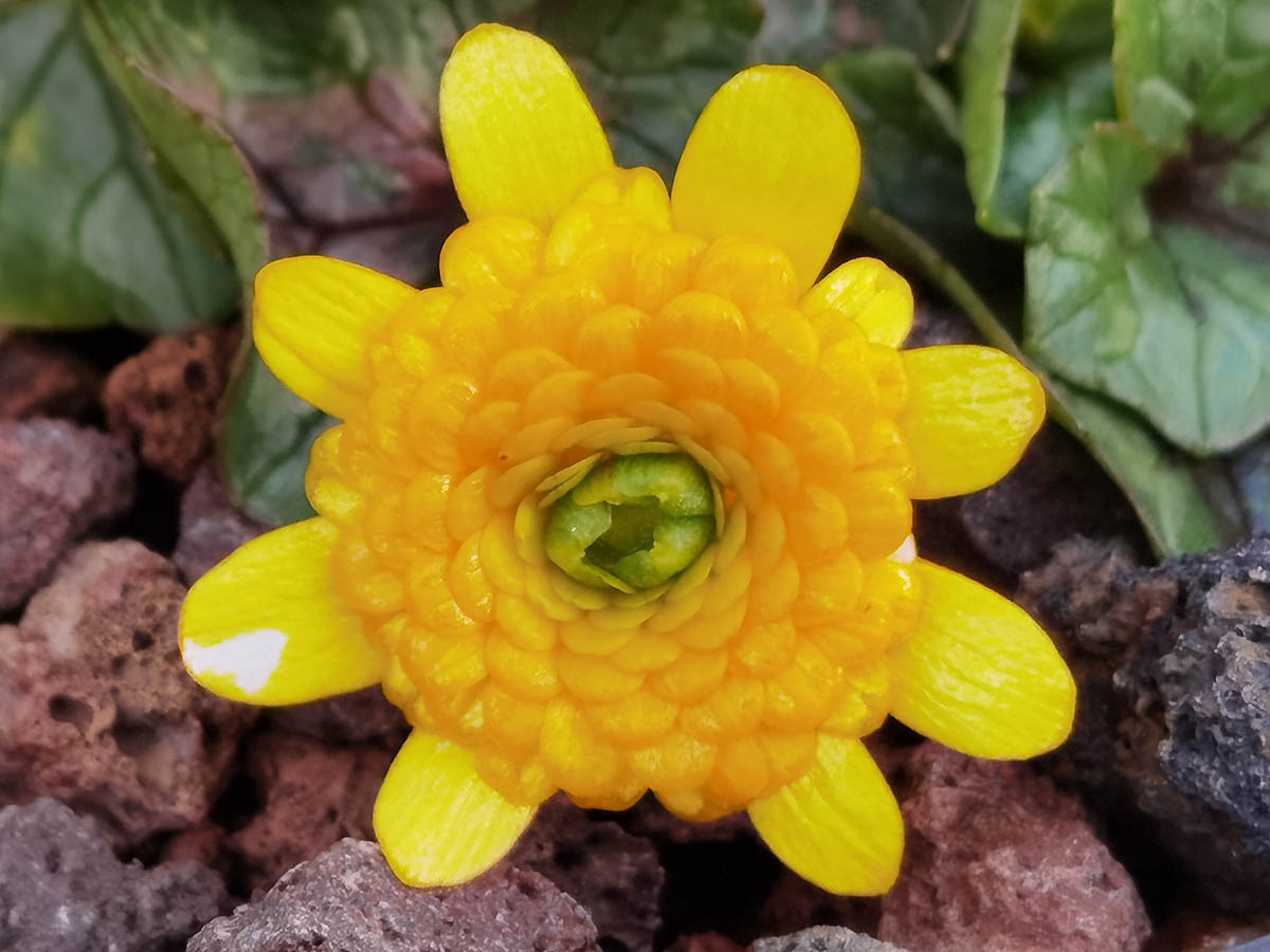 Ficaria verna 'Collarette'